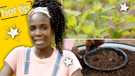 Drew Learns How to Grow Fresh Mint and More Relaxing 4th of July Tips |Hot Tip