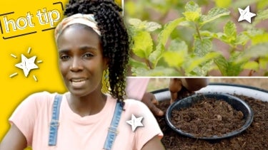 Drew Learns How to Grow Fresh Mint and More Relaxing 4th of July Tips |Hot Tip